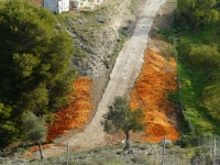 <a href='javascript:PopupPic('http://www.alhaurin.com/noticias/imagenes/2012/Febrero/citricos.jpg')'><img src='http://www.alhaurin.com/nuevo/imagenes/lupita.gif'></a>