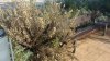 <a href='javascript:PopupPic('http://www.alhaurin.com/noticias/imagenes/2012/Noviembre/peralta.jpg')'><img src='http://www.alhaurin.com/nuevo/imagenes/lupita.gif'></a>