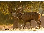 <a href='javascript:PopupPic('http://www.alhaurin.com/noticias/imagenes/2013/Octubre/berrea.jpg')'><img src='http://www.alhaurin.com/nuevo/imagenes/lupita.gif'></a>